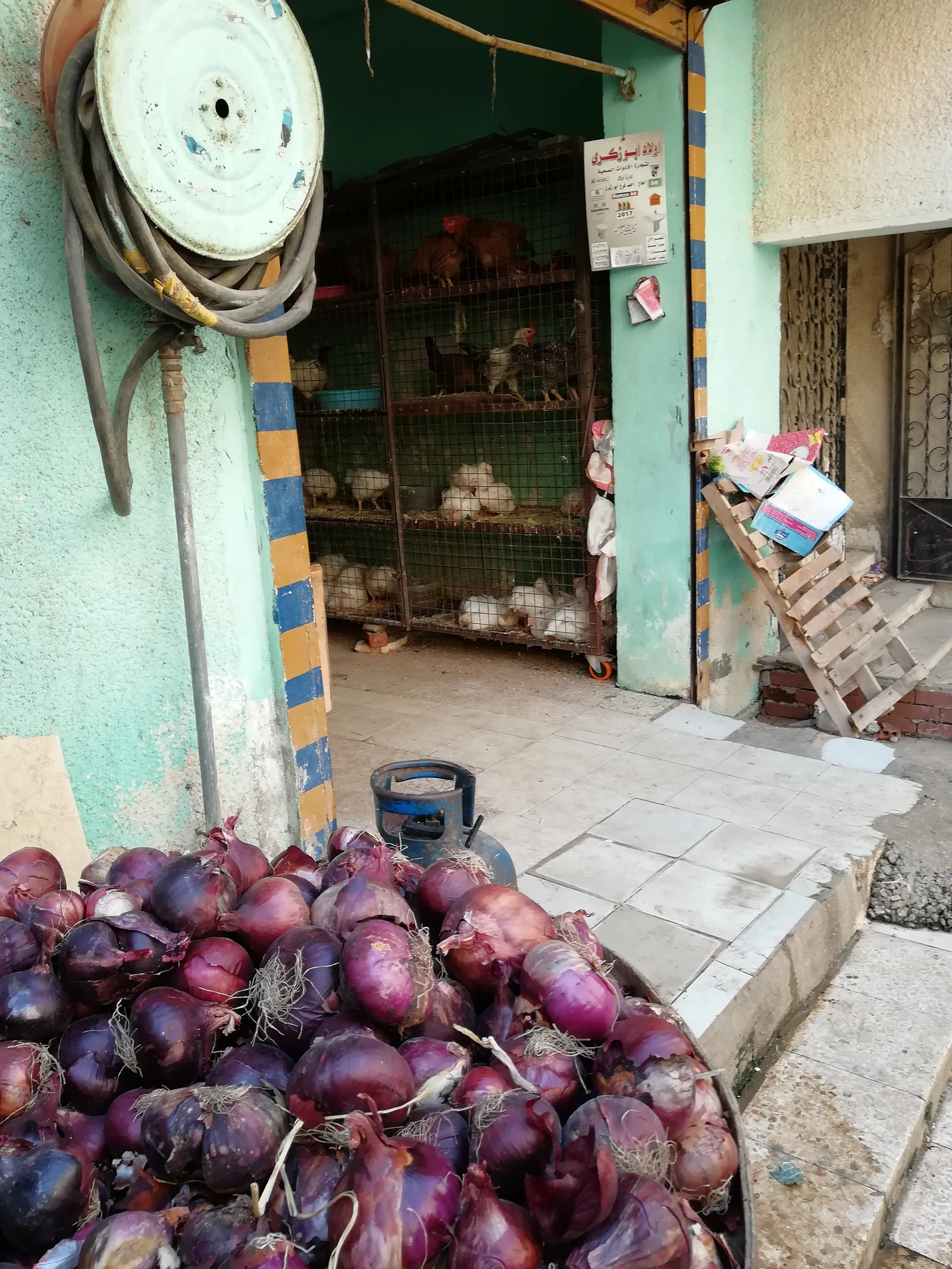 محل دواجن في القاهرة الجديدة يعرض دجاجًا أبيض وآخر بلديًا أحيا داخل أقفاص معدنية للبيع أمام المحل