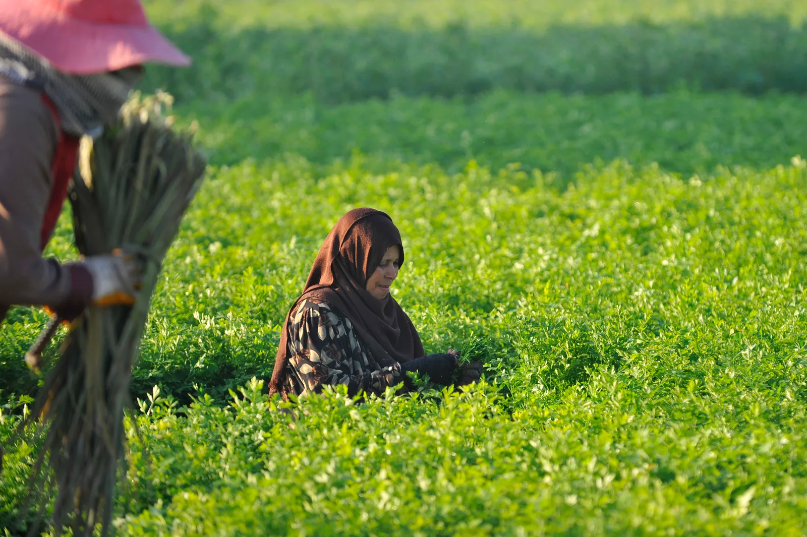 امرأة ريفية مصرية بطرحة داكنة تنحني وسط حقل أخضر من البرسيم تجمعه بيدها في ضوء الصباح الباكر، وعامل آخر يحمل حزمة من المحصول في مقدمة الصورة