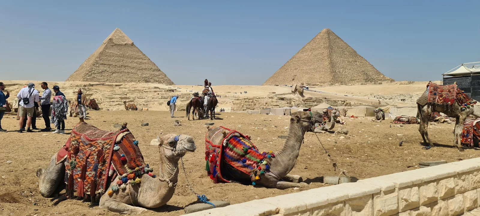 جِمال مسرَّجة بالسجاد الملوّن تستريح أمام هرمي خفرع وخوفو، وزوار يقفون في الخلفية