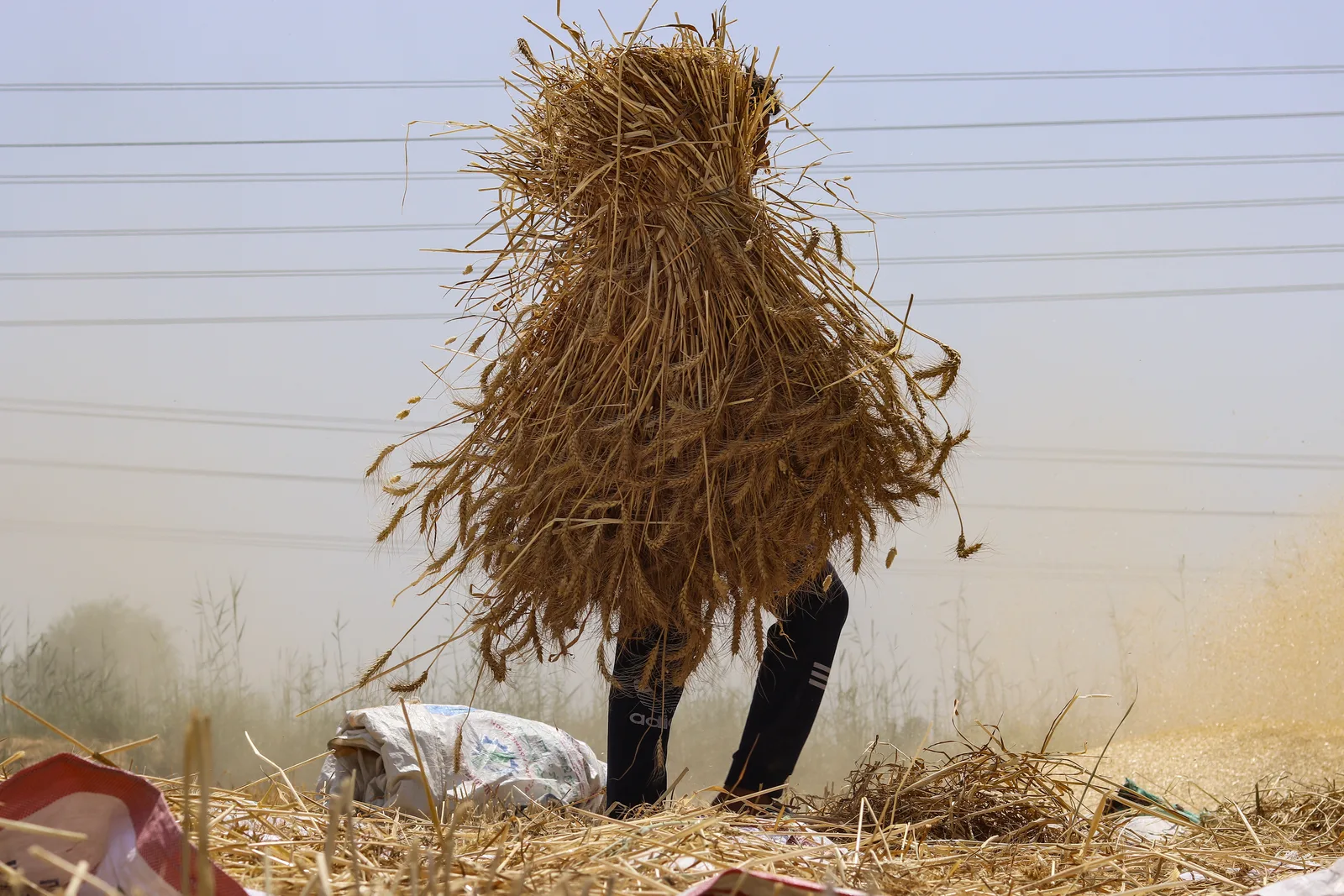 عامل زراعي مصري يحمل حزمة كبيرة من سنابل القمح المحصودة على ظهره وسط حقل مغبر في موسم الحصاد